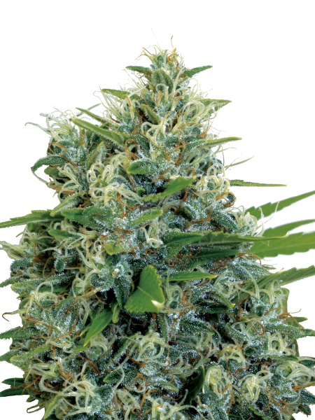 Cannabis Seeds - Serious Seeds